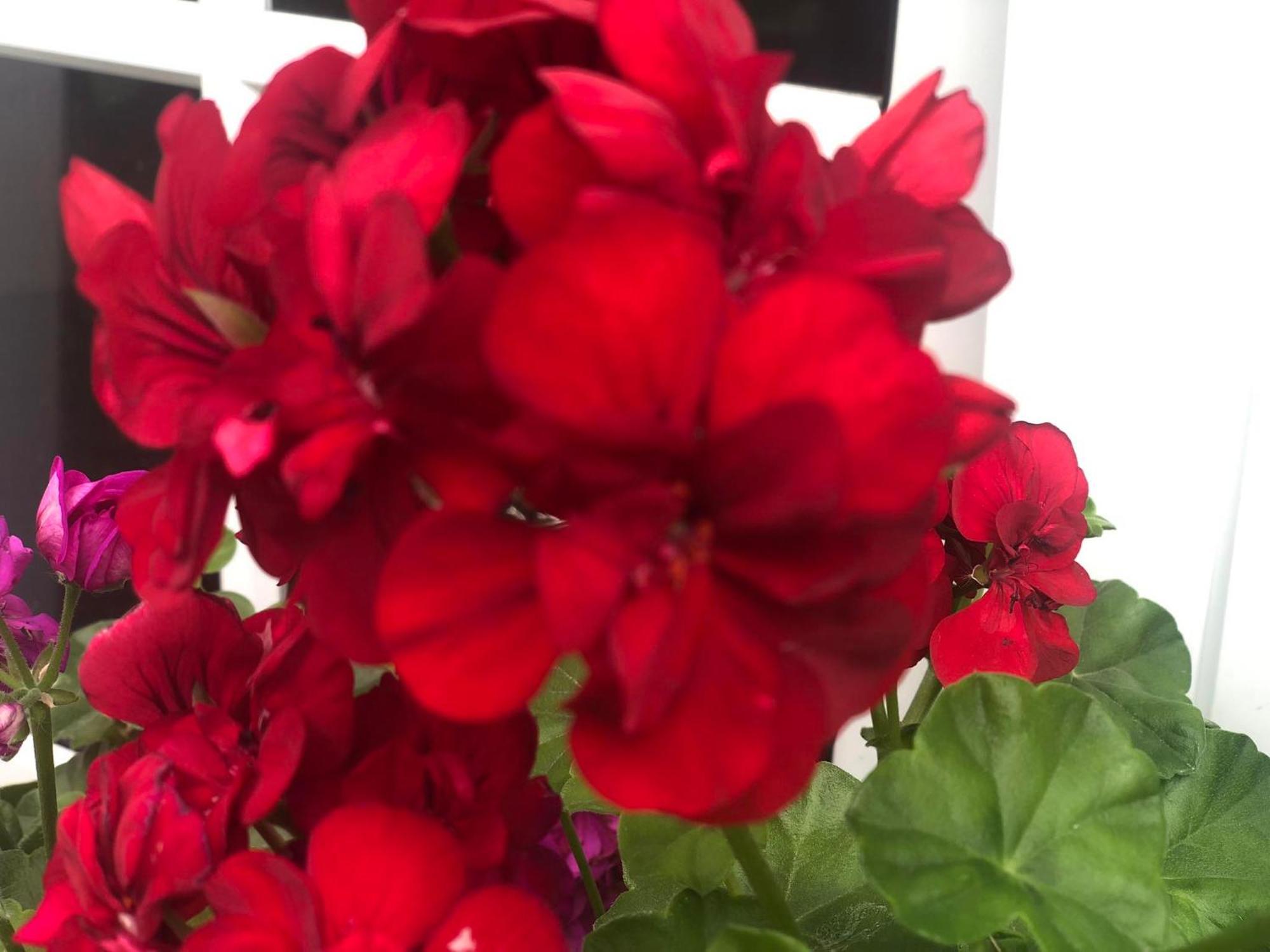 Vivenda Flor Villa Ponta Delgada Dış mekan fotoğraf